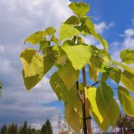 Katalpa bignóniovitá (Catalpa bignonioides) ´AUREA´ - výška 250-300 cm, obvod kmeňa 8/10 cm, kont. C18L